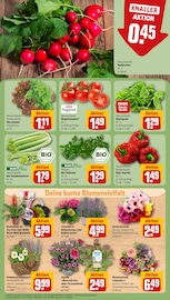 Chrysanthemen Angebote im Prospekt "Dein Markt" von REWE auf Seite 7