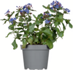 toom Baumarkt Celle - Herbstzauber Angebot im Prospekt Herbstzauber bei toom Baumarkt im Celle Prospekt für 3,49 €