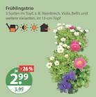 Aktuelles Frühlingstrio Angebot bei V-Markt in München ab 2,99 €