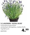 LAVENDEL ‘ROYAL BLUE’ im Angebot bei Dehner Garten-Center in Karlsruhe LAVENDEL ‘ROYAL BLUE’ Angebote bei Dehner Garten-Center Karlsruhe für 4,99 €