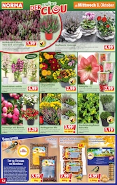 Aktueller Norma Prospekt mit Chrysantheme, "Mehr fürs Geld", Seite 12