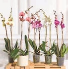 Orchidée 2 tiges en promo chez U Express Saint-Priest à 12,99 €