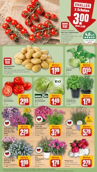 Pflanzen im aktuellen REWE Prospekt (Braunschweig) Pflanzen im REWE Prospekt "Dein Markt" mit 14 Seiten (Braunschweig)