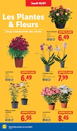 Plante Verte Angebote im Prospekt "Grandes marques minis prix" von Lidl Plante Verte Angebote im Prospekt "Grandes marques minis prix" von Lidl auf Seite 28
