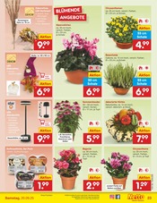 Aktueller Netto Marken-Discount Prospekt mit Pflanzen, "Aktuelle Angebote", Seite 25
