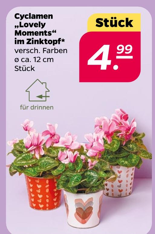 Cyclamen 'Lovely Moments' im Zinktopf