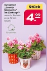 Cyclamen 'Lovely Moments' im Zinktopf im aktuellen Netto mit dem Scottie Prospekt