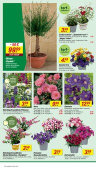 Blumen im toom Baumarkt Prospekt "Respekt, wer's selber macht." mit 18 Seiten (Wuppertal)