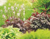 Jardineries du terroir Saint-Julien-en-Genevois - Promo Mélange de feuillages ECLOZ Promo Mélange de feuillages ECLOZ à 5,99 € dans le catalogue Jardineries du terroir à Saint-Julien-en-Genevois