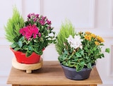 Composition 4 plantes - U Express à Nice Composition 4 plantes en promo chez U Express Nice à 9,99 €