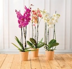 Orchidée 3 tiges - U Express à Antony Orchidée 3 tiges en promo chez U Express Antony à 9,99 €