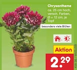 Chrysantheme im Angebot bei Netto Marken-Discount in Worms Chrysantheme Angebote bei Netto Marken-Discount Worms für 2,29 €