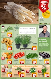 Zimmerpflanzen Angebot im aktuellen REWE Prospekt auf Seite 7