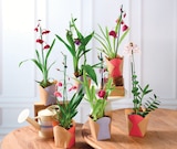 Orchidée 1 Tige - Super U à Orléans Orchidée 1 Tige en promo chez Super U Orléans à 8,99 €