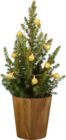Epicéa avec guirlande lumineuse dans le catalogue Lidl