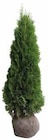 Pflanzen Kölle - Thuja – Ballenware – frisch aus unserer Gärtnerei Angebot im Prospekt Thuja – Ballenware – frisch aus unserer Gärtnerei bei Pflanzen Kölle im Prospekt für 19,99 €