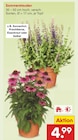 Sommerstauden Angebote bei Netto Marken-Discount Velbert für 4,99 €