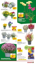 Blumenerde im toom Baumarkt Prospekt in Braunschweig Aktueller toom Baumarkt Prospekt mit Blumenerde, "Respekt, wer's selber macht.", Seite 3