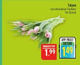 Tulpen Angebote bei Marktkauf Hof für 1,49 €