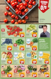 REWE Romatomaten im Prospekt REWE Romatomaten im Prospekt