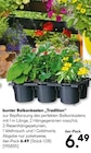 Aktuelles bunter Balkonkasten "Tradition" Angebot bei Hellweg in Essen ab 6,49 €
