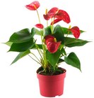 Flamingoblume im Angebot bei REWE in Heidenheim Flamingoblume Angebote von REWE Beste Wahl bei REWE Heidenheim für 4,99 €