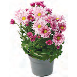 Chrysanthemen