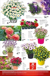 Aktueller Hellweg Prospekt mit Balkonpflanzen, "Entspannt sparen", Seite 19