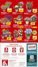 Aktueller toom Baumarkt Prospekt mit Hortensie, "Respekt, wer's selber macht.", Seite 2