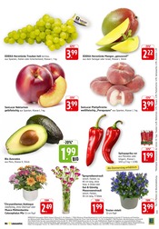 Ähnliche Angebote wie Zitronenbaum im Prospekt "Aktuelle Angebote" auf Seite 3 von EDEKA in St. Ingbert