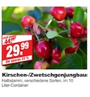 Kirsch-/Zwetschgenjungbaum Angebote bei bauSpezi Erlangen für 29,99 €