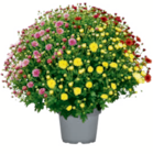 Chrysanthemenbusch  im aktuellen toom Baumarkt Prospekt für 5,99 €