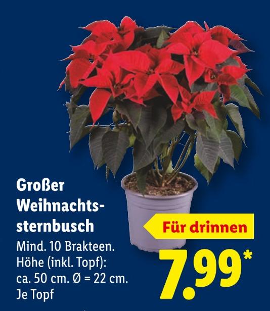 Großer Weihnachtssternbusch