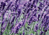 Lavande "Lavandula angustifolia" dans le catalogue Norma
