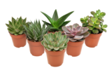 Succulente en promo chez Carrefour Antibes à 1,99 €