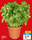 Basilikum im Angebot bei Netto Marken-Discount in Krefeld Basilikum Angebote bei Netto Marken-Discount Krefeld für 1,99 €
