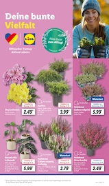 Aktueller Lidl Prospekt mit Chrysantheme, "LIDL LOHNT SICH", Seite 7