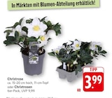 Christrose Angebote bei EDEKA Schwäbisch Hall für 3,99 €