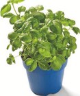 Topfkräuter im Lidl Prospekt Topfkräuter von Bioland im aktuellen Lidl Prospekt für 1,11 €