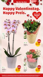 Orchidee Angebot im aktuellen Penny Prospekt auf Seite 8