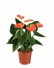 Anthurium andraeanum Angebote bei Lidl Bremen für 4,99 €