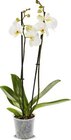 Orchidee im Angebot bei Netto Marken-Discount in Baden-Baden Orchidee Angebote bei Netto Marken-Discount Baden-Baden für 4,99 €