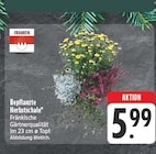 EDEKA Ebenhausen - Bepflanzte Herbstschale Angebot im Prospekt Bepflanzte Herbstschale bei EDEKA im Ebenhausen Prospekt für 5,99 €