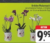 Orchidee Phalaenopsis Angebote bei EDEKA Leipzig für 9,99 €
