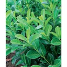 Laurier palme 'Rotundifolia' - Carrefour à Nantes Laurier palme 'Rotundifolia' en promo chez Carrefour Nantes à 4,99 €