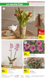 Offre Orchidée dans le catalogue Carrefour Market du moment à la page 33