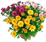Angebot im Frischemarkt Bahn Drage Prospekt Frischemarkt Bahn Drage Prospekt mit im Angebot fĂŒr 2,49 âŹ