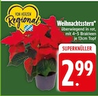 Weihnachtsstern Angebote bei EDEKA Germering für 2,99 €