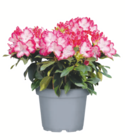 toom Baumarkt Bernburg - Rhododendron „XL“ Angebot im Prospekt Rhododendron „XL“ bei toom Baumarkt im Bernburg Prospekt für 14,99 €