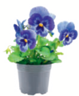 Hornveilchen/Stiefmütterchen Angebote bei toom Baumarkt Rosenheim für 0,79 €